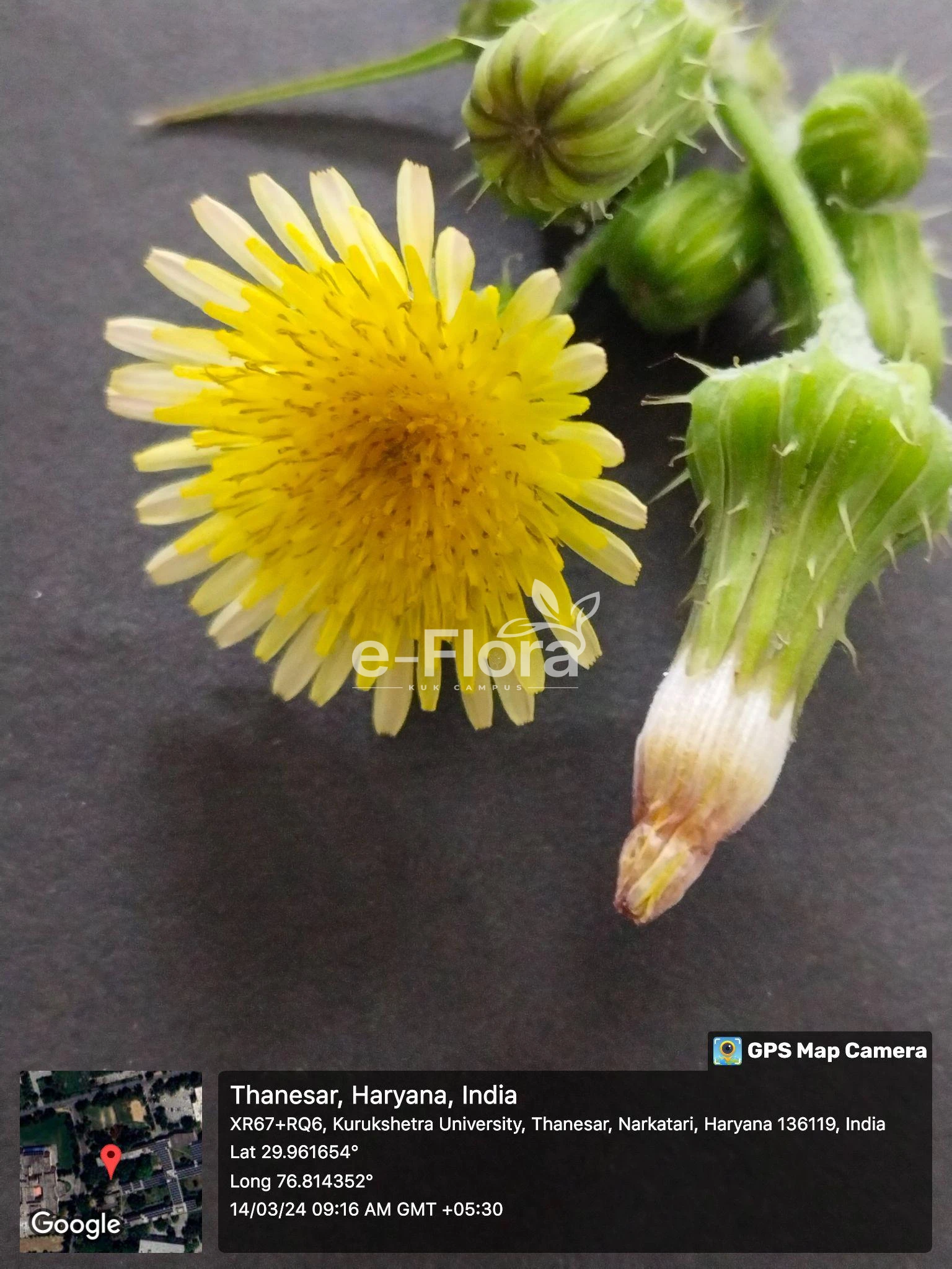 You are currently viewing Sonchus asper (L.) Hill