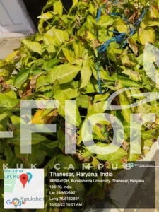 Read more about the article Syngonium podophyllum Schott