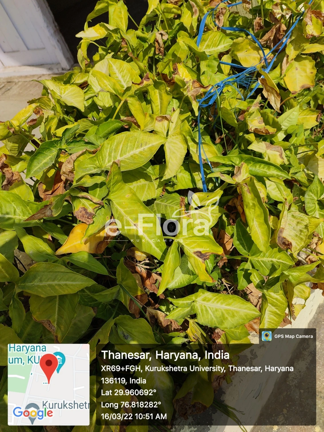 You are currently viewing Syngonium podophyllum Schott