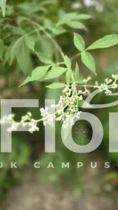 Read more about the article Vitex negundo L.
