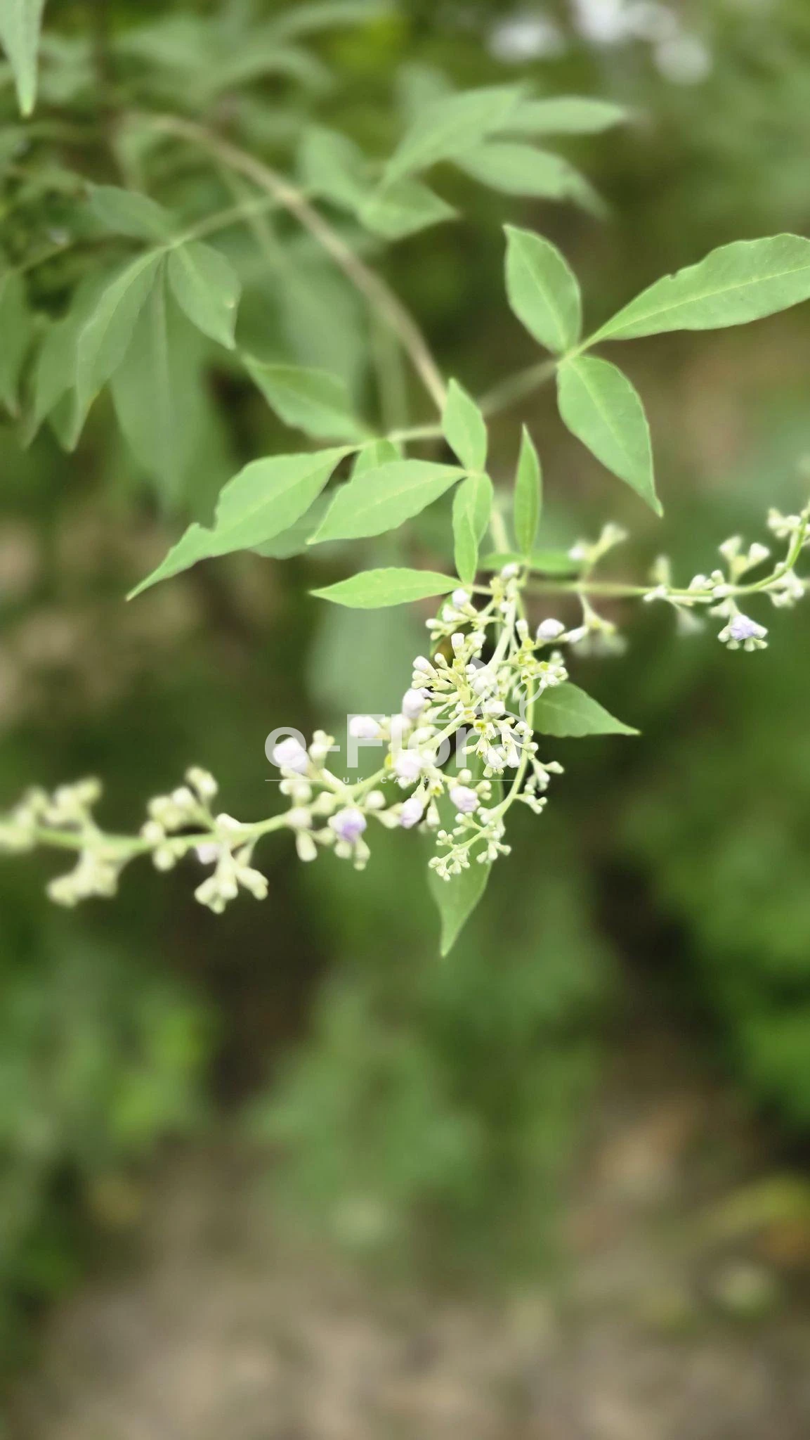 You are currently viewing Vitex negundo L.