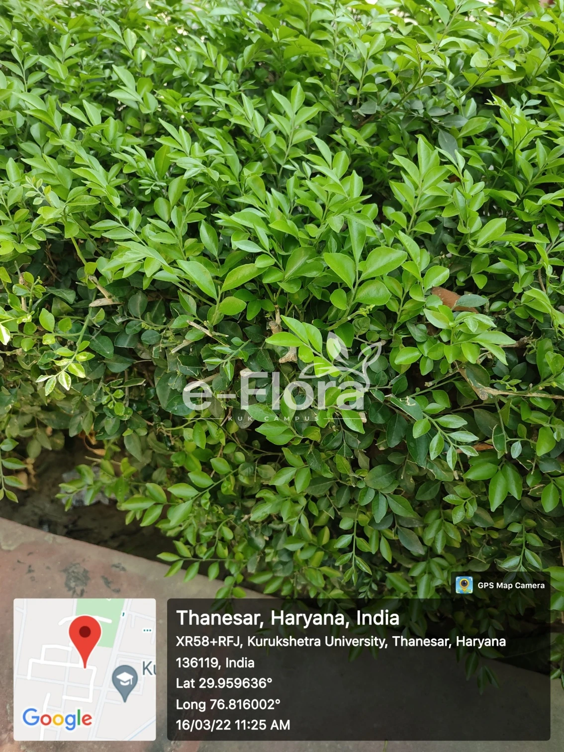 You are currently viewing Volkameria inermis L.