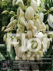 Read more about the article Yucca gloriosa L.