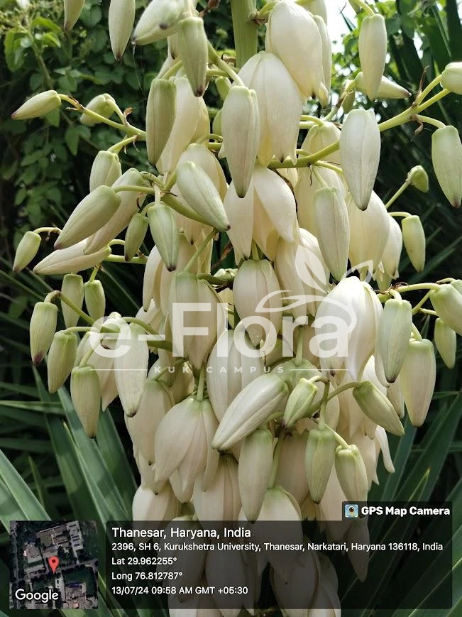 You are currently viewing Yucca gloriosa L.