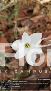 Read more about the article Zephyranthes candida Herb.