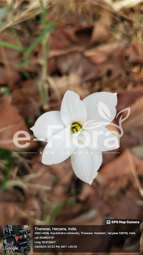 You are currently viewing Zephyranthes candida Herb.