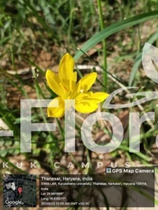 Read more about the article Zephyranthes citrina Baker