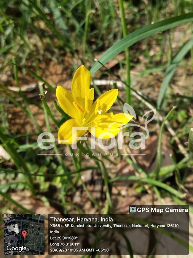 You are currently viewing Zephyranthes citrina Baker