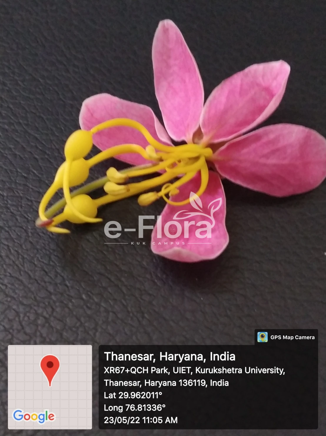 You are currently viewing Cassia javanica L.