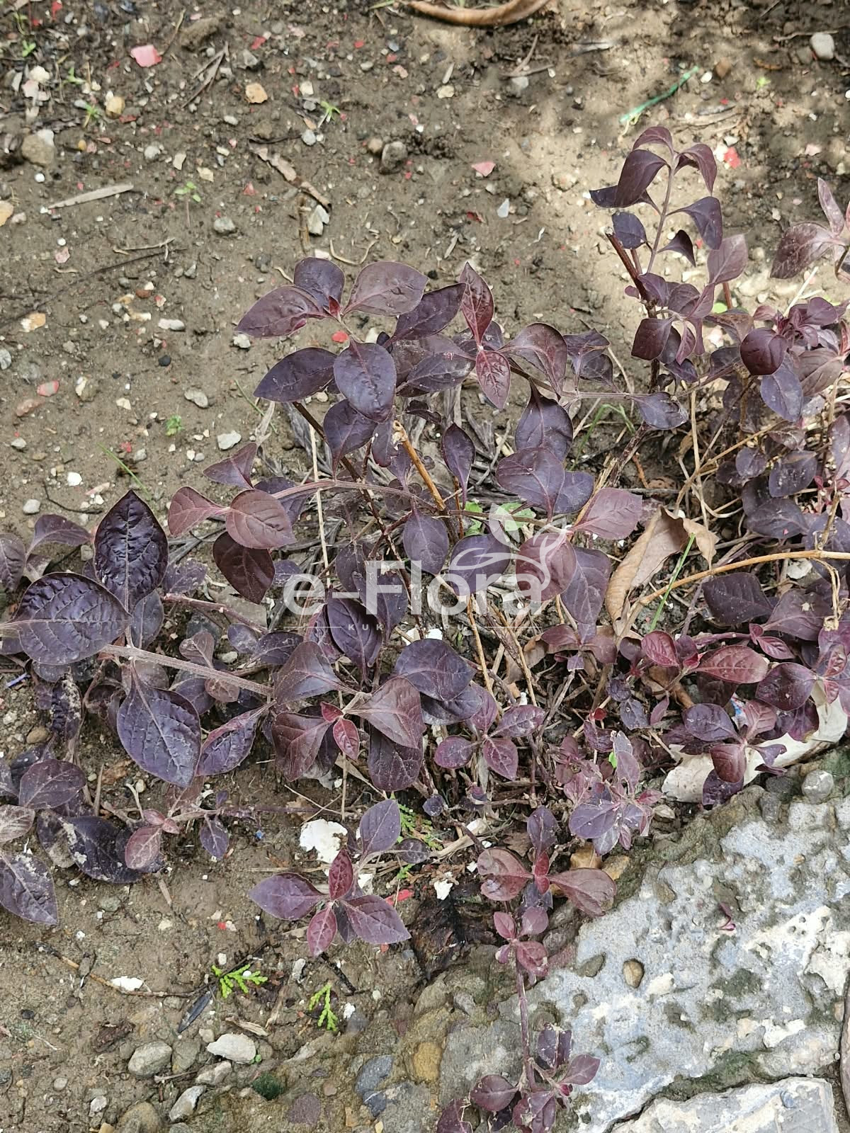 You are currently viewing Alternanthera brasiliana (L.) Kuntze