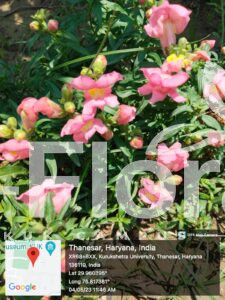 Read more about the article Antirrhinum majus L.