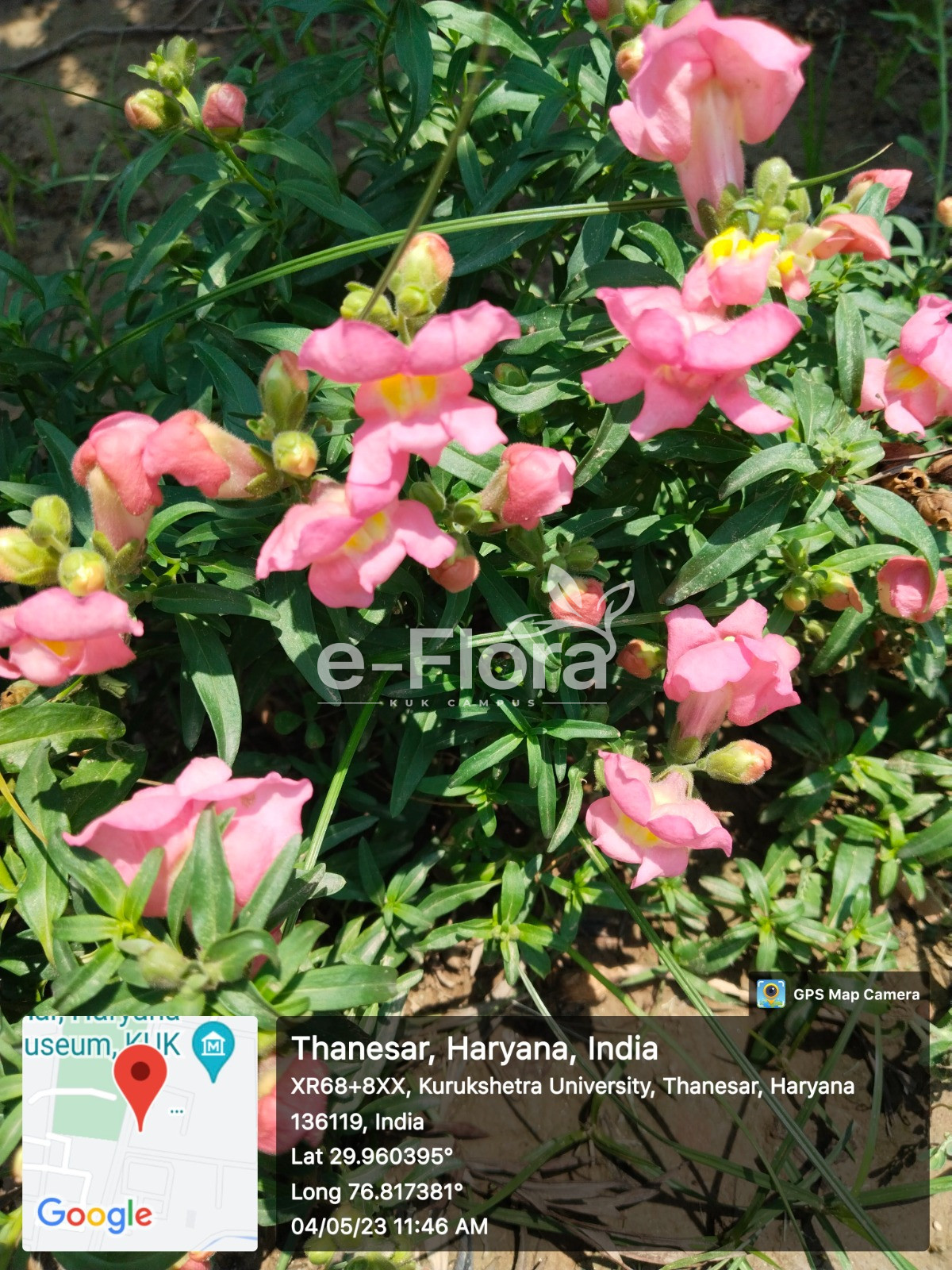 You are currently viewing Antirrhinum majus L.