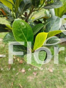 Read more about the article Artocarpus heterophyllus Lam.