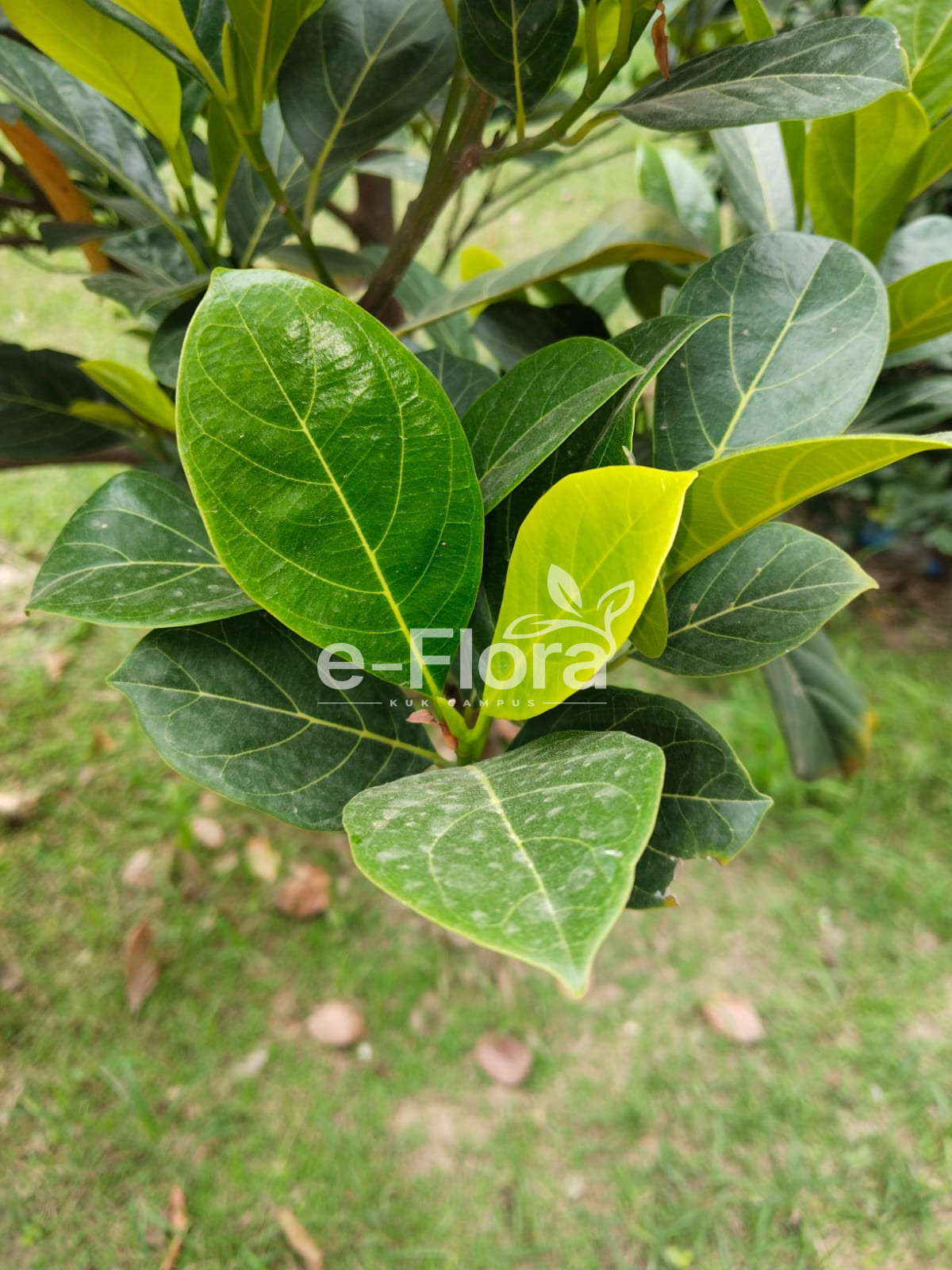 You are currently viewing Artocarpus heterophyllus Lam.