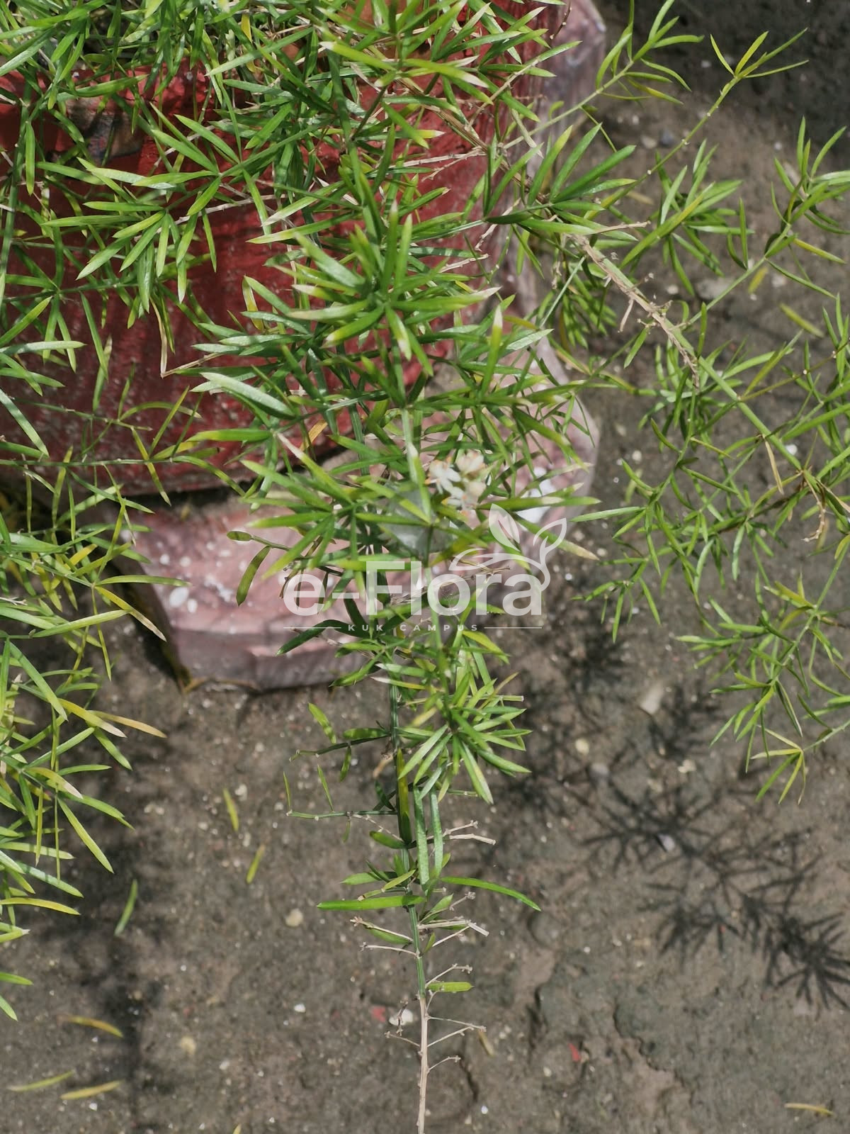 You are currently viewing Asparagus densiflorus (Kunth) Jessop