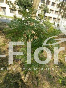 Read more about the article Boswellia serrata Roxb. ex Colebr.