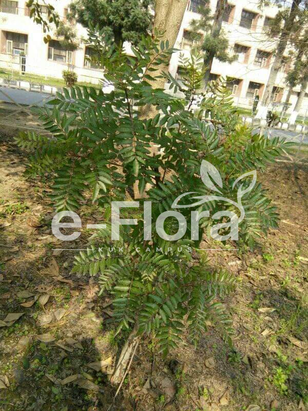 You are currently viewing Boswellia serrata Roxb. ex Colebr.