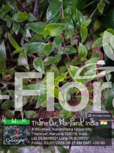Read more about the article Callisia repens (Jacq.) L.