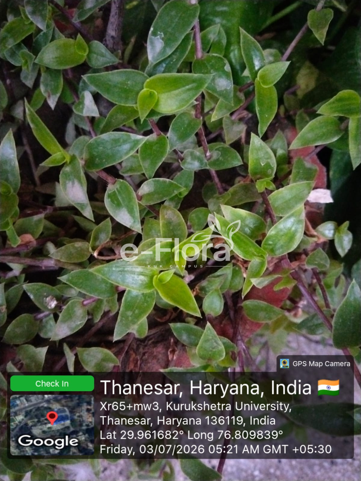 You are currently viewing Callisia repens (Jacq.) L.