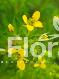 Read more about the article Cleome viscosa L.