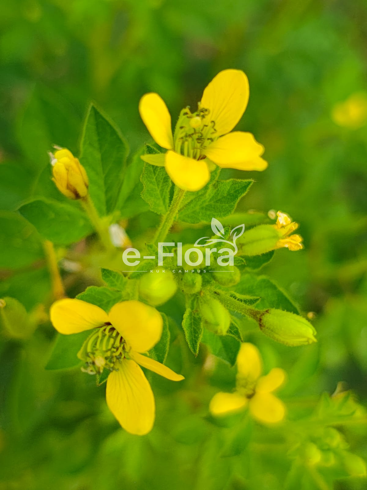 You are currently viewing Cleome viscosa L.