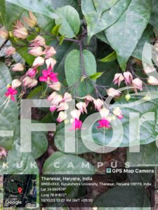 Read more about the article Clerodendrum thomsoniae Balf.f.