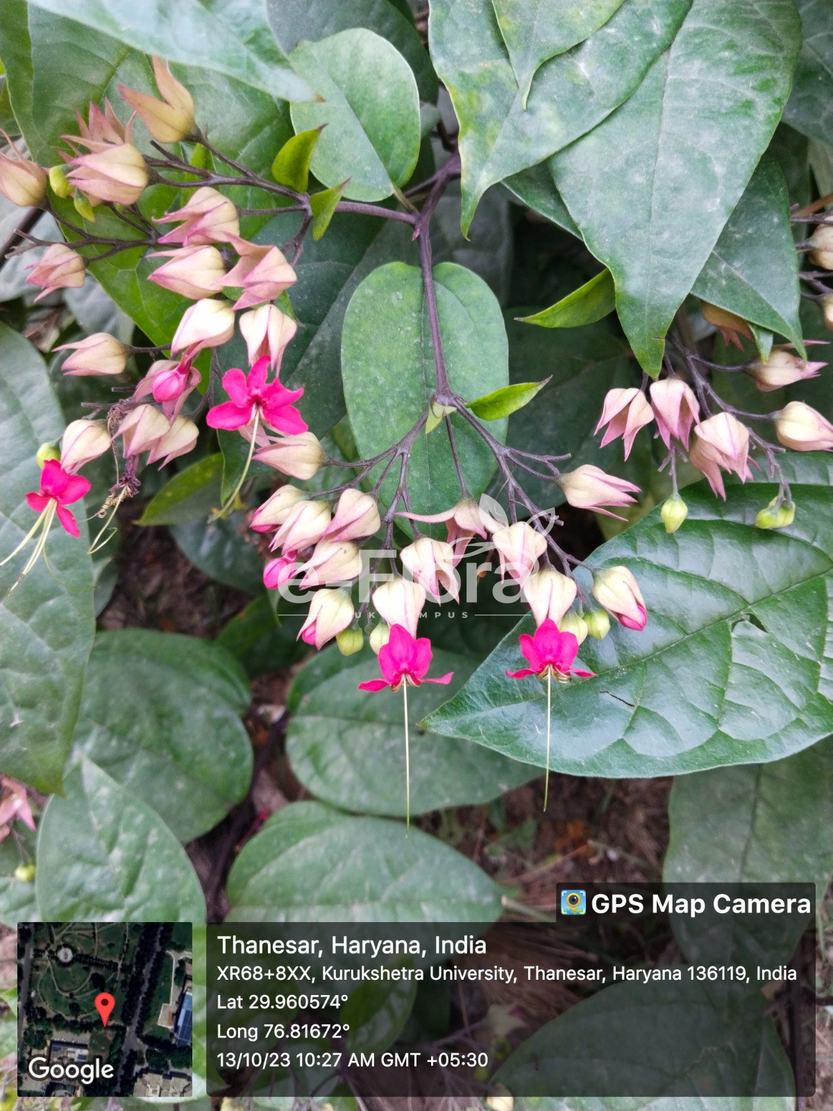 You are currently viewing Clerodendrum thomsoniae Balf.f.