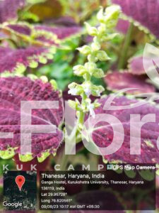 Read more about the article Coleus scutellarioides (L.) Benth.