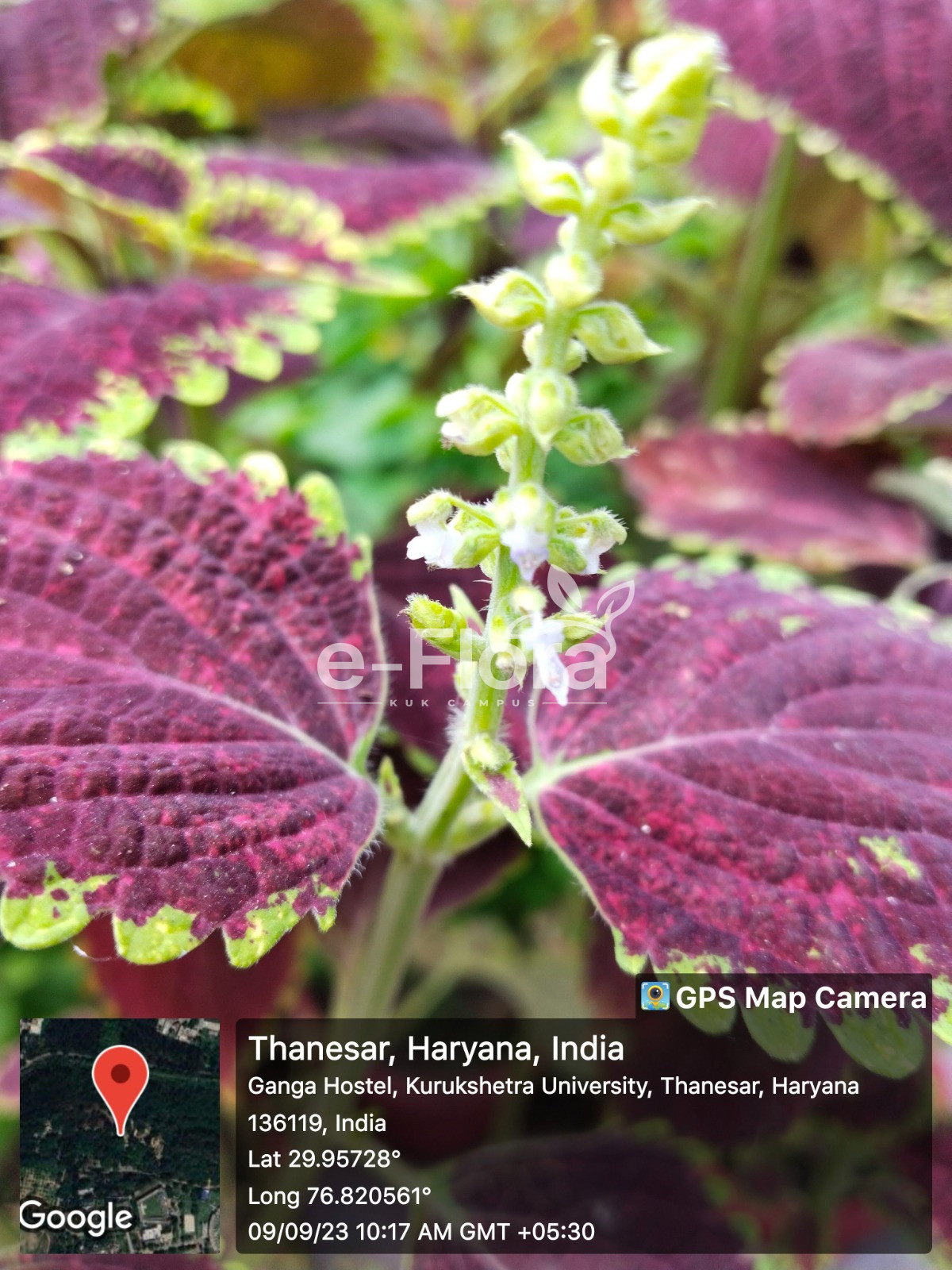 You are currently viewing Coleus scutellarioides (L.) Benth.