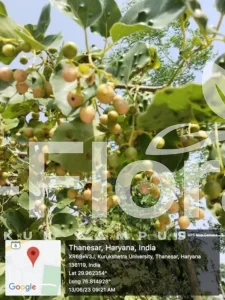 Read more about the article Cordia dichotoma G.Forst.