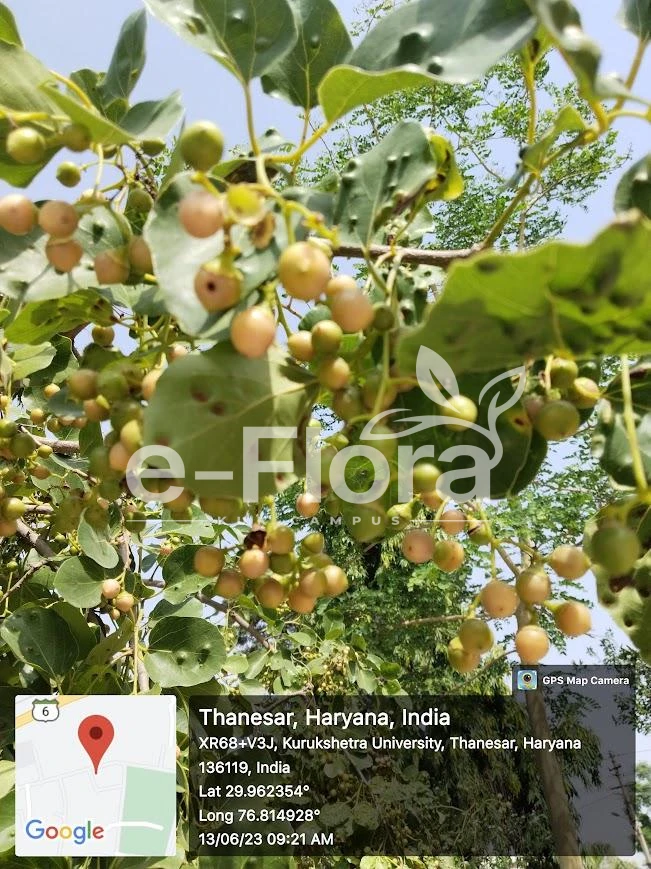 You are currently viewing Cordia dichotoma G.Forst.