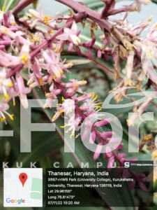Read more about the article Cordyline fruticosa (L.) A.Chev.