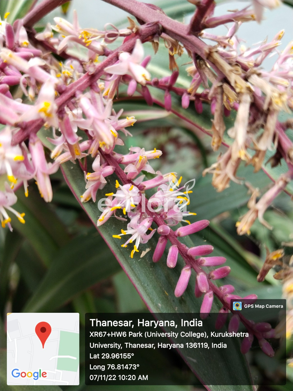 You are currently viewing Cordyline fruticosa (L.) A.Chev.