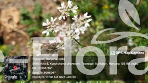 Read more about the article Coriandrum sativum L.