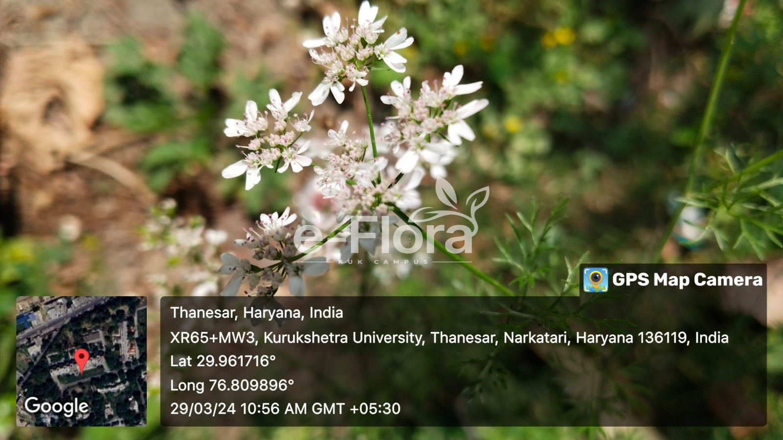 You are currently viewing Coriandrum sativum L.