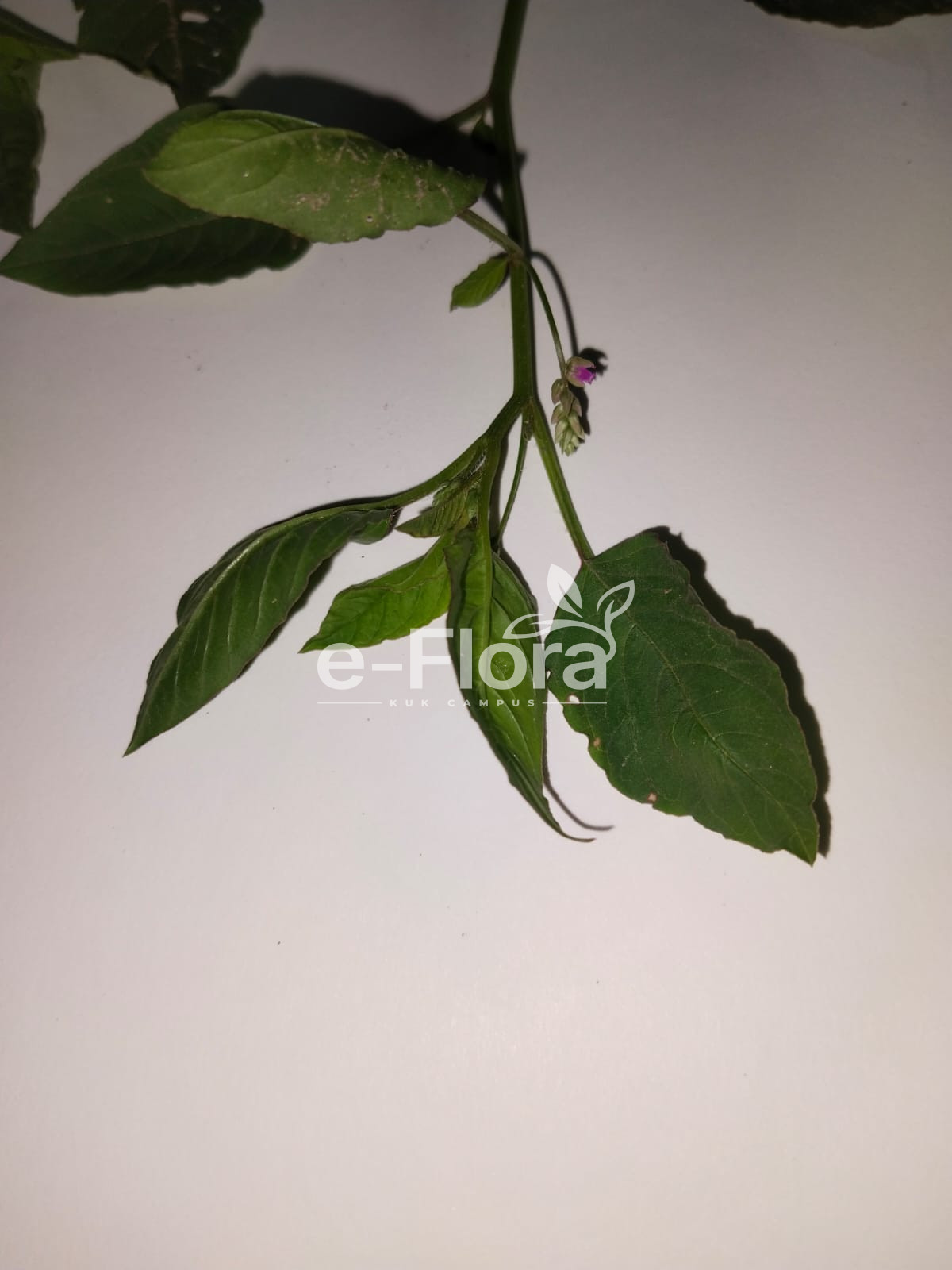 You are currently viewing Digera muricata (L.) Mart.