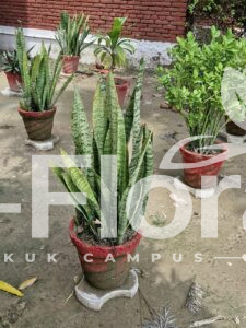 Read more about the article Dracaena trifasciata (Prain) Mabb.