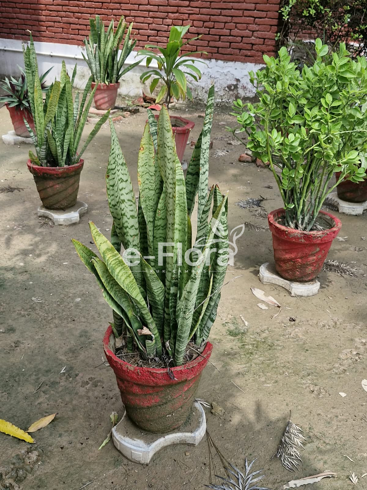 You are currently viewing Dracaena trifasciata (Prain) Mabb.