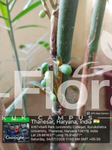 Read more about the article Dypsis lutescens (H.Wendl.) Beentje & J.Dransf.
