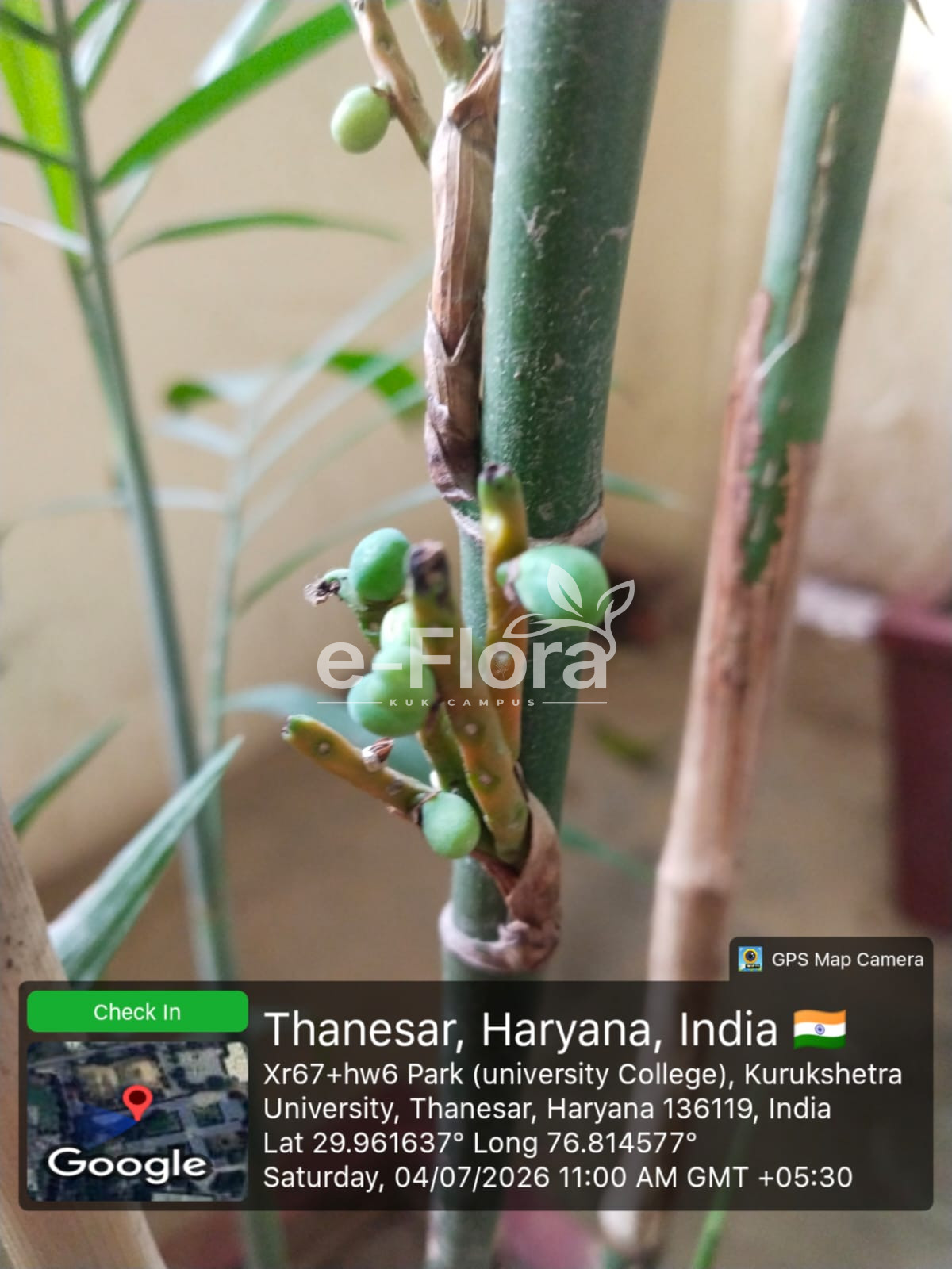You are currently viewing Dypsis lutescens (H.Wendl.) Beentje & J.Dransf.