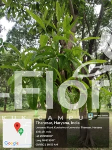 Read more about the article Elaeocarpus ganitrus Roxb. ex G.Don