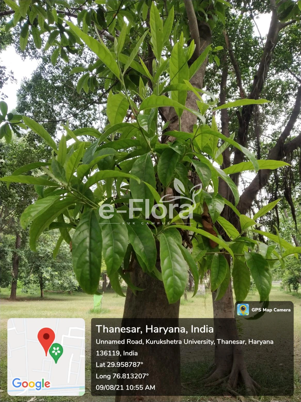 You are currently viewing Elaeocarpus ganitrus Roxb. ex G.Don