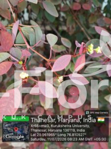 Read more about the article Euphorbia cotinifolia L.
