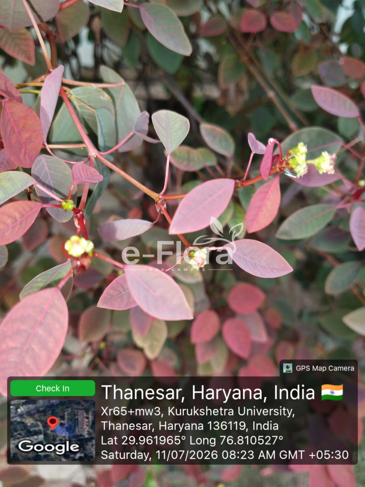 You are currently viewing Euphorbia cotinifolia L.