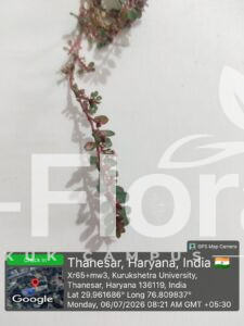 Read more about the article Euphorbia prostrata Aiton