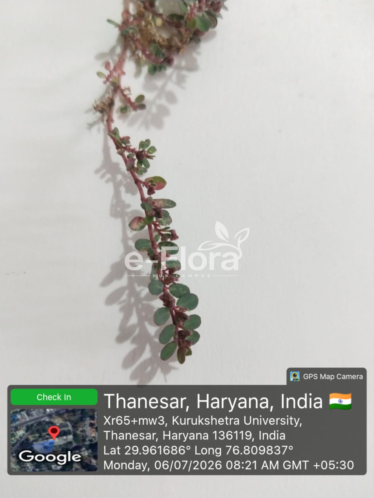 You are currently viewing Euphorbia prostrata Aiton