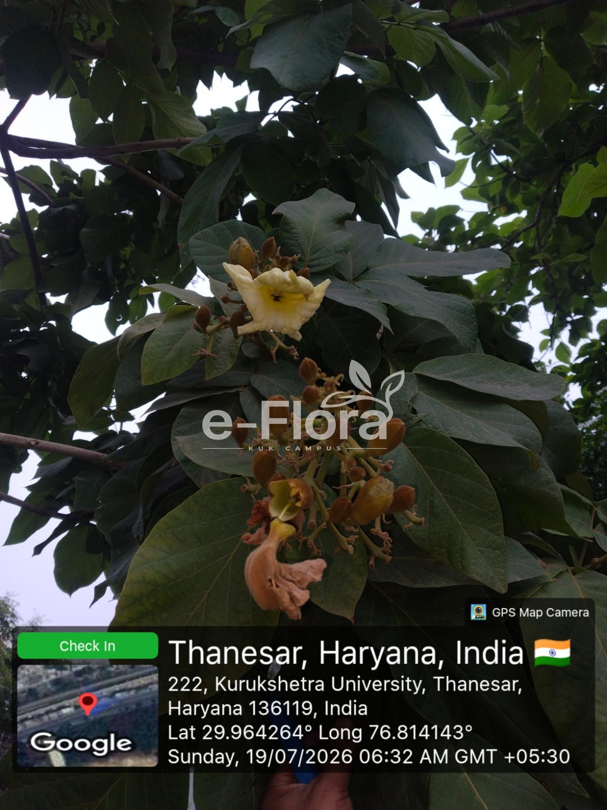 You are currently viewing Fernandoa adenophylla (Wall. ex G.Don) Steenis