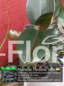 Read more about the article Ficus elastica Roxb. ex Hornem.