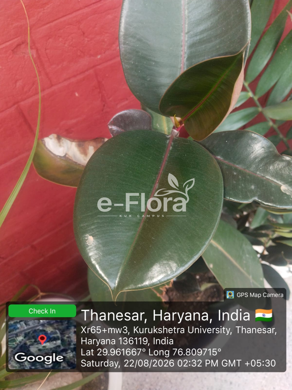 You are currently viewing Ficus elastica Roxb. ex Hornem.