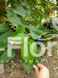 Read more about the article Gmelina arborea Roxb.